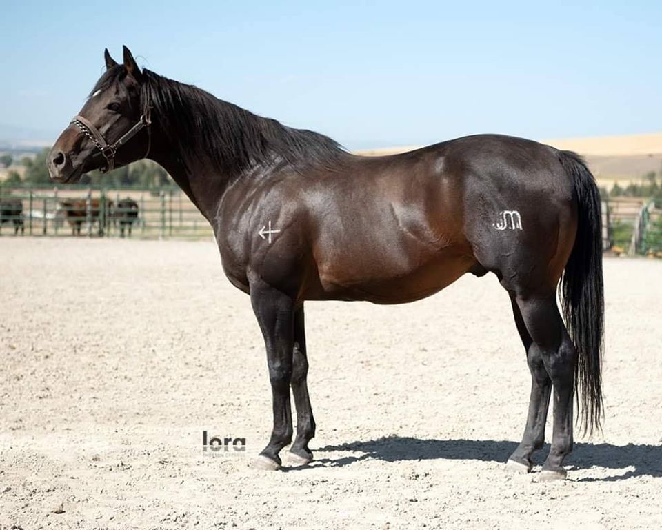 Midnight Corona by Mr Jess Perry (si 113) x Corona Cash (si 101) 1.5 million LTE Midnight Corona by Mr Jess Perry (si 113) x Corona Cash (si 101) 1.5 million LTE
